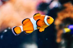 德甲联赛2023-2024赛季越位赛程表格全解析德甲联赛越位赛程表格最新